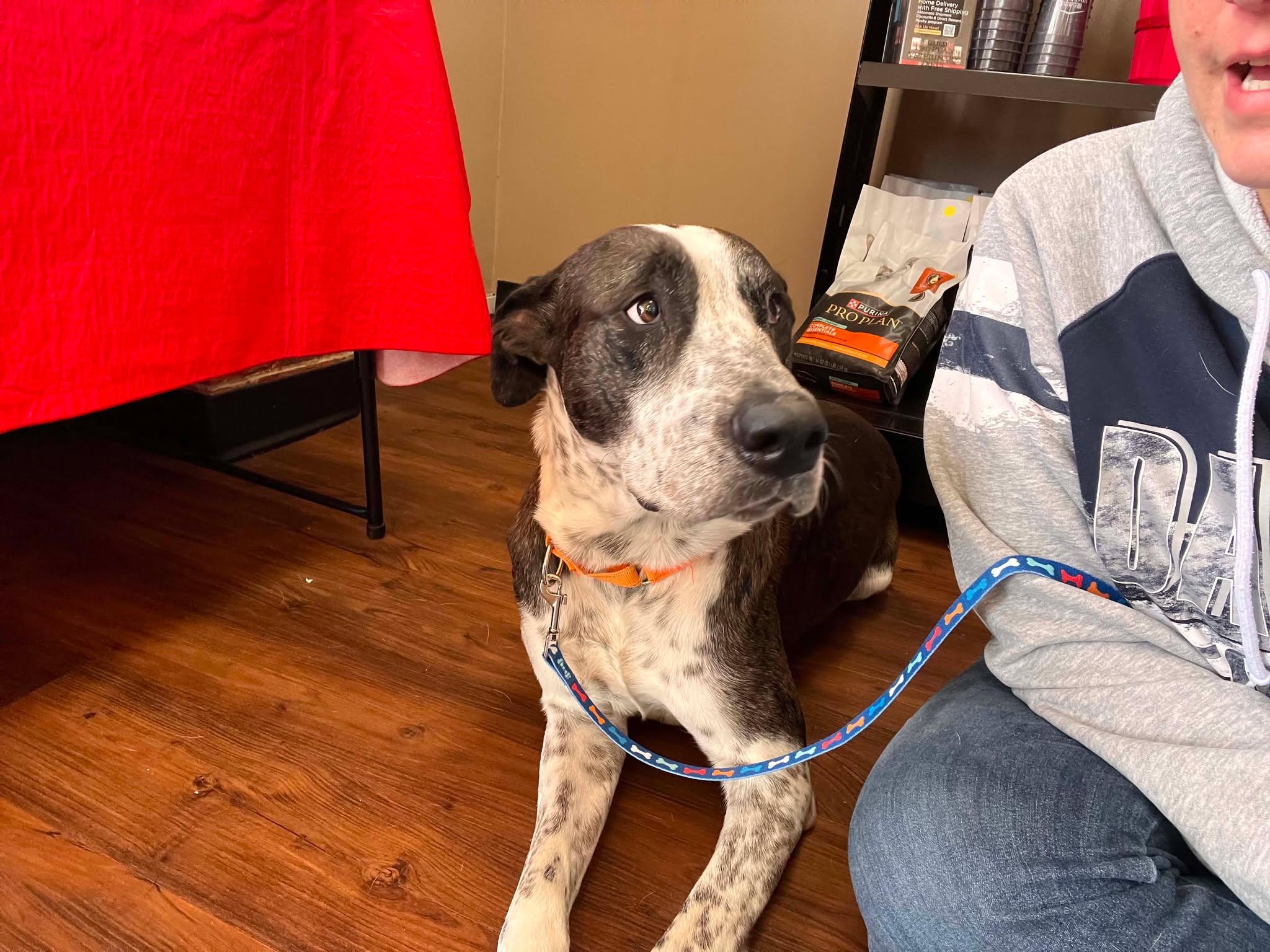 Enlarge Windsor, a ADOPTABLE mixed breed in Terrell, TX image 2/6