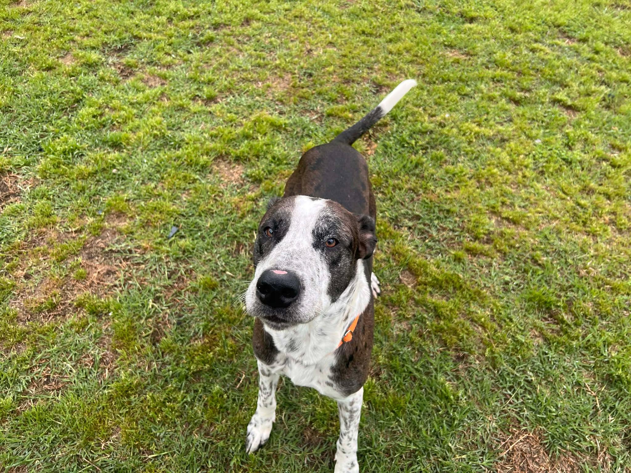 Windsor, ADOPTABLE, Adult Male Great Dane.