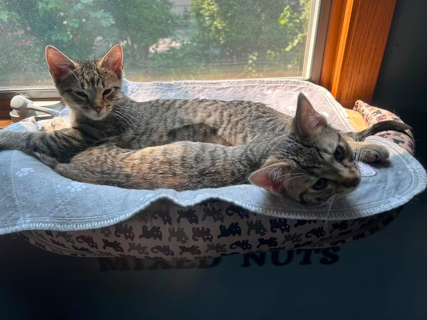 Enlarge Maggie Mae, a Adoptable Domestic Short Hair in Fargo, ND image 2/3