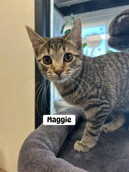 Enlarge Maggie Mae, a Adoptable Domestic Short Hair in Fargo, ND image 3/3