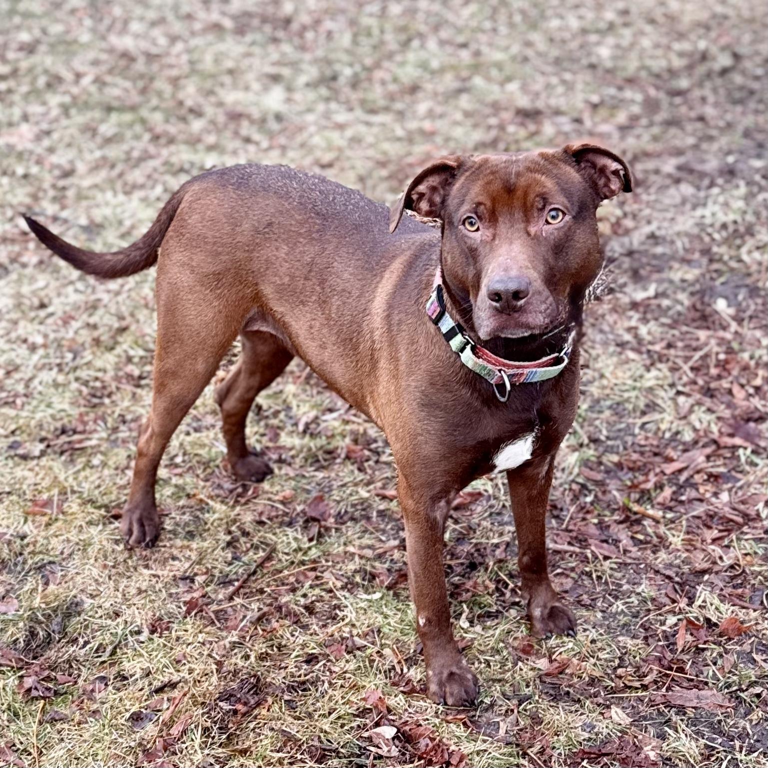 Enlarge Ruby, a ADOPTABLE mixed breed in Midland, MI image 4/6