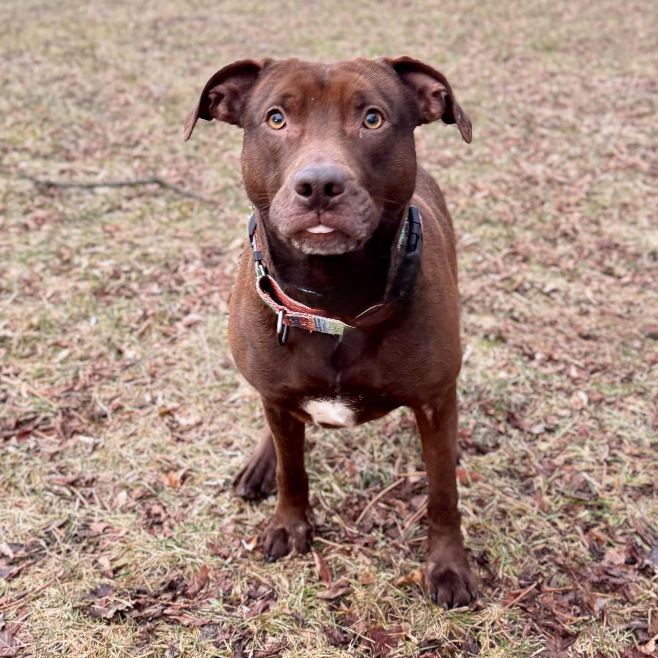 Enlarge Ruby, a ADOPTABLE mixed breed in Midland, MI image 3/6