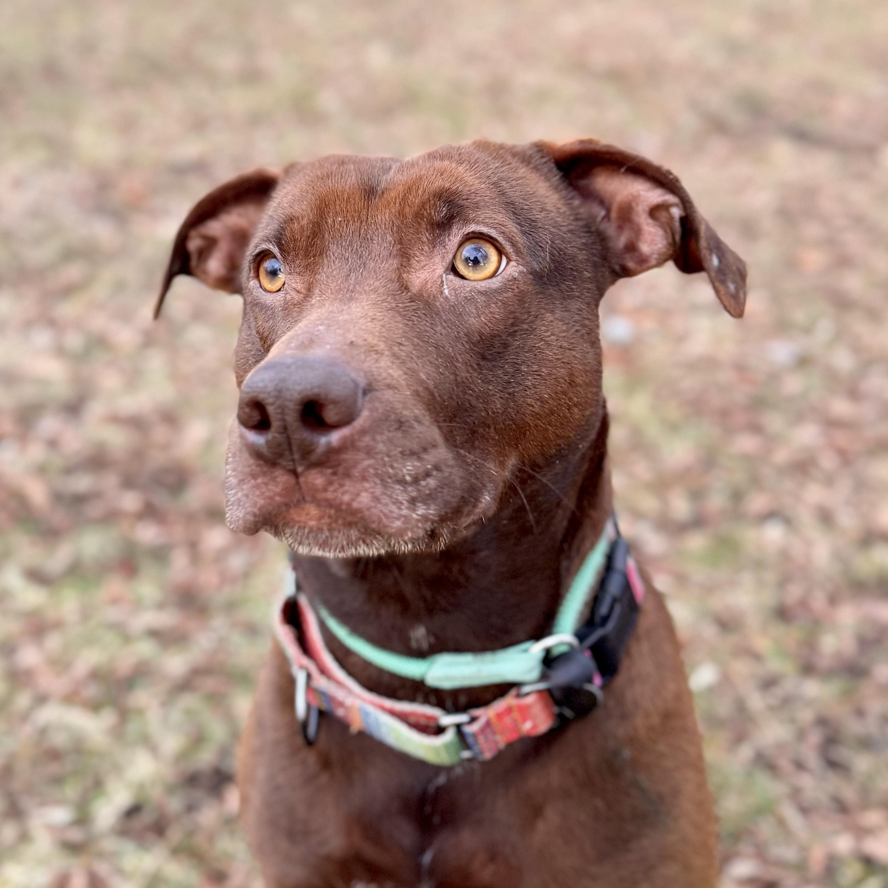 Enlarge Ruby, a ADOPTABLE mixed breed in Midland, MI image 6/6