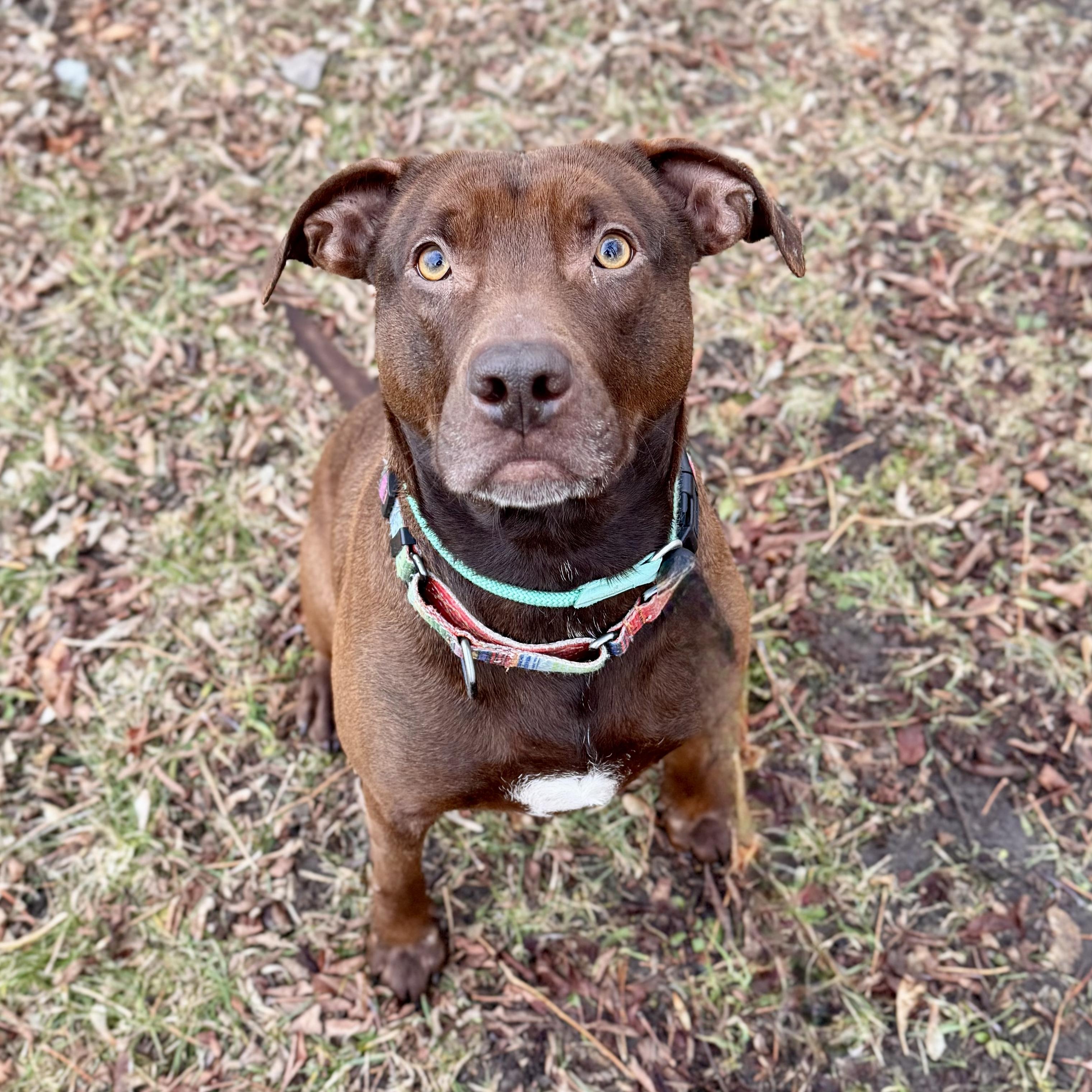 Enlarge Ruby, a ADOPTABLE mixed breed in Midland, MI image 2/6
