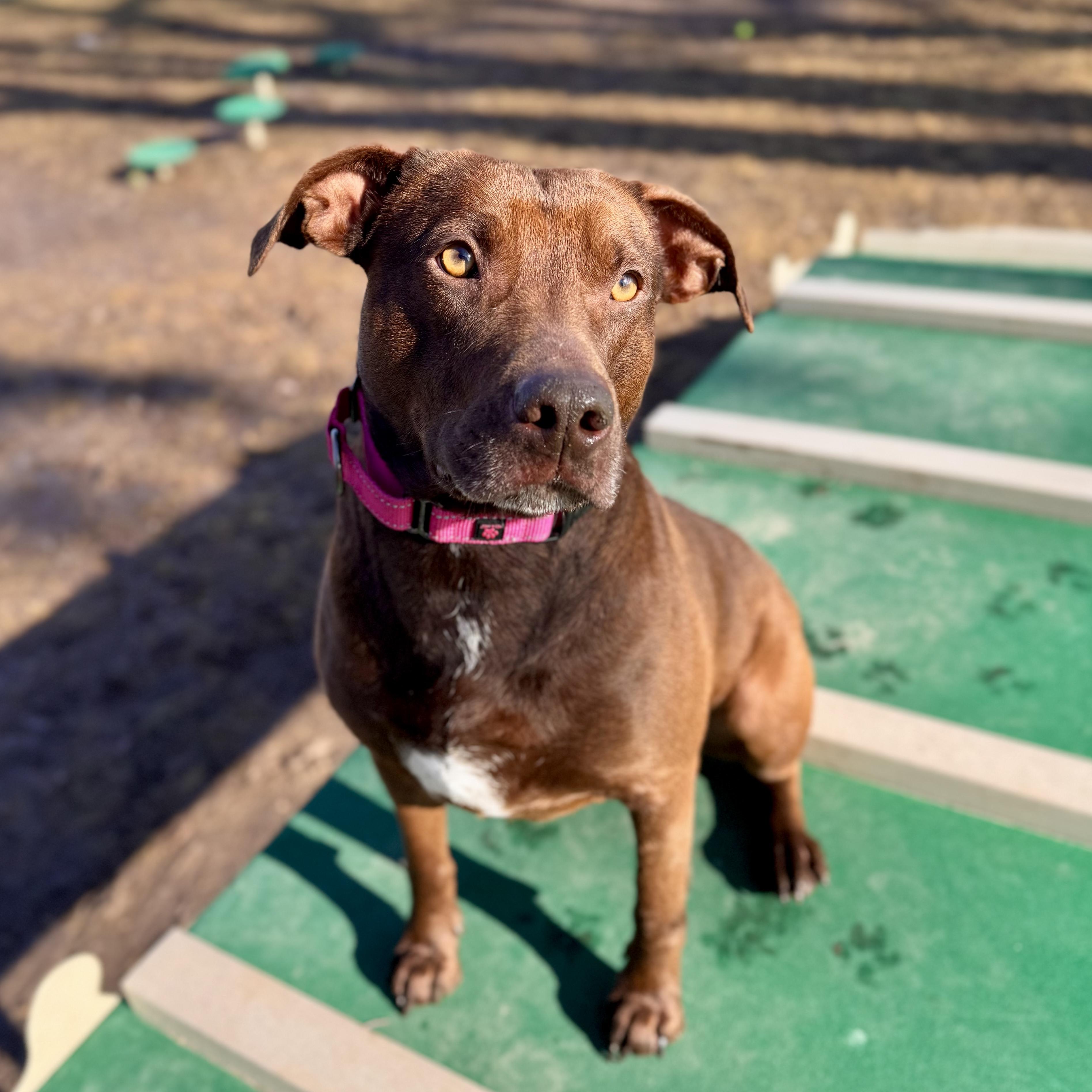 Enlarge Ruby- $0 Sponsored, a ADOPTABLE mixed breed in Midland, MI image 6/6