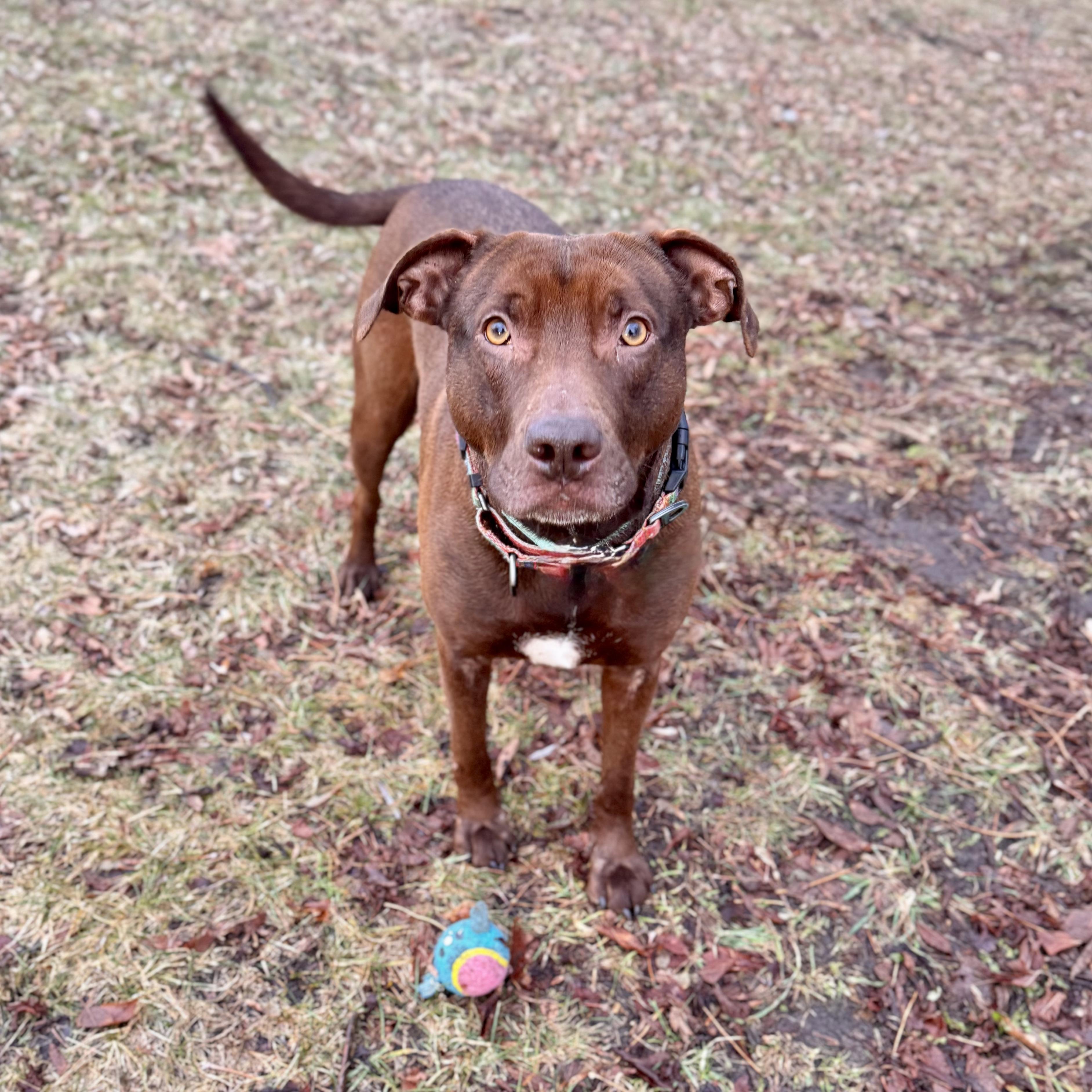 Enlarge Ruby, a ADOPTABLE mixed breed in Midland, MI image 5/6