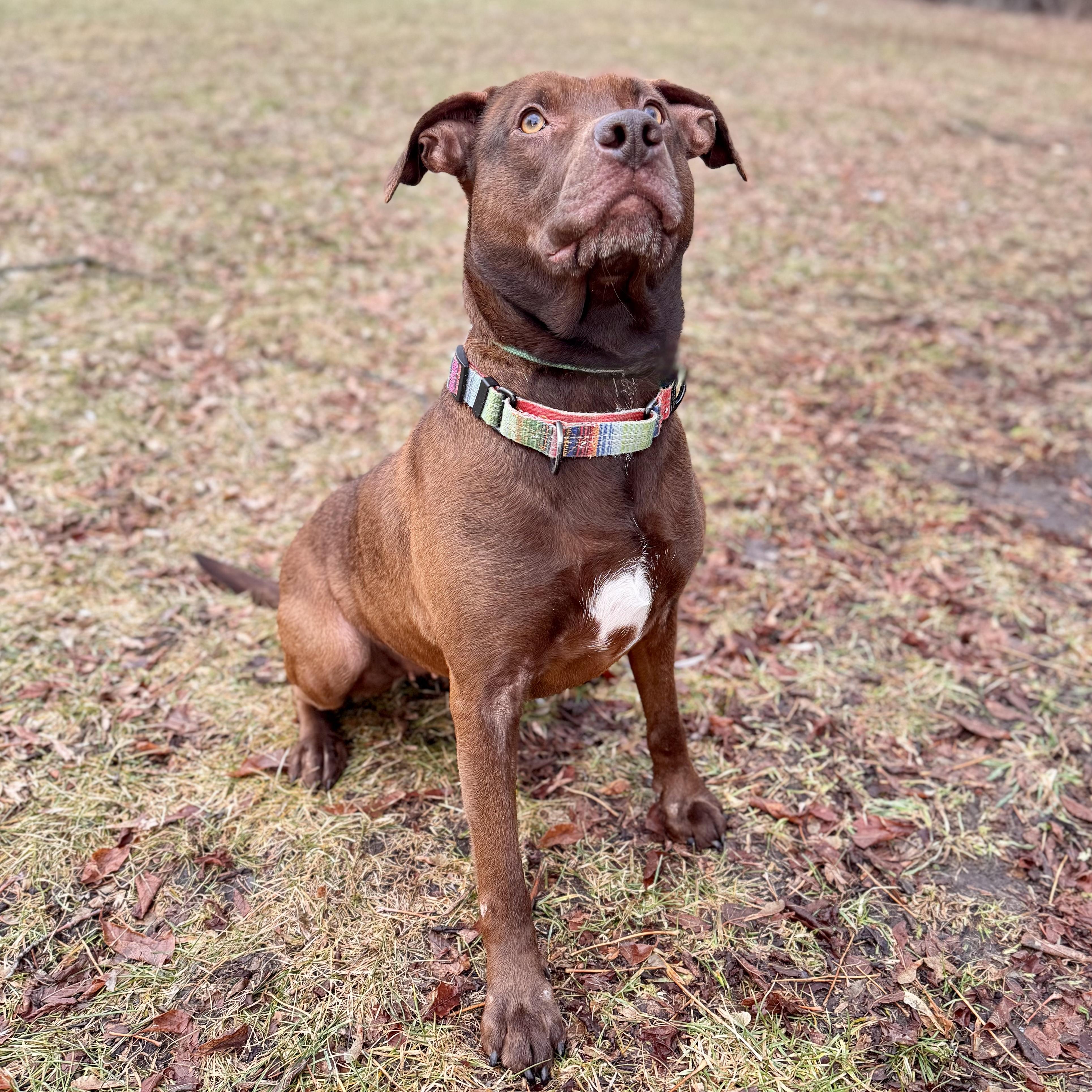 Enlarge Ruby, a ADOPTABLE mixed breed in Midland, MI image 1/6