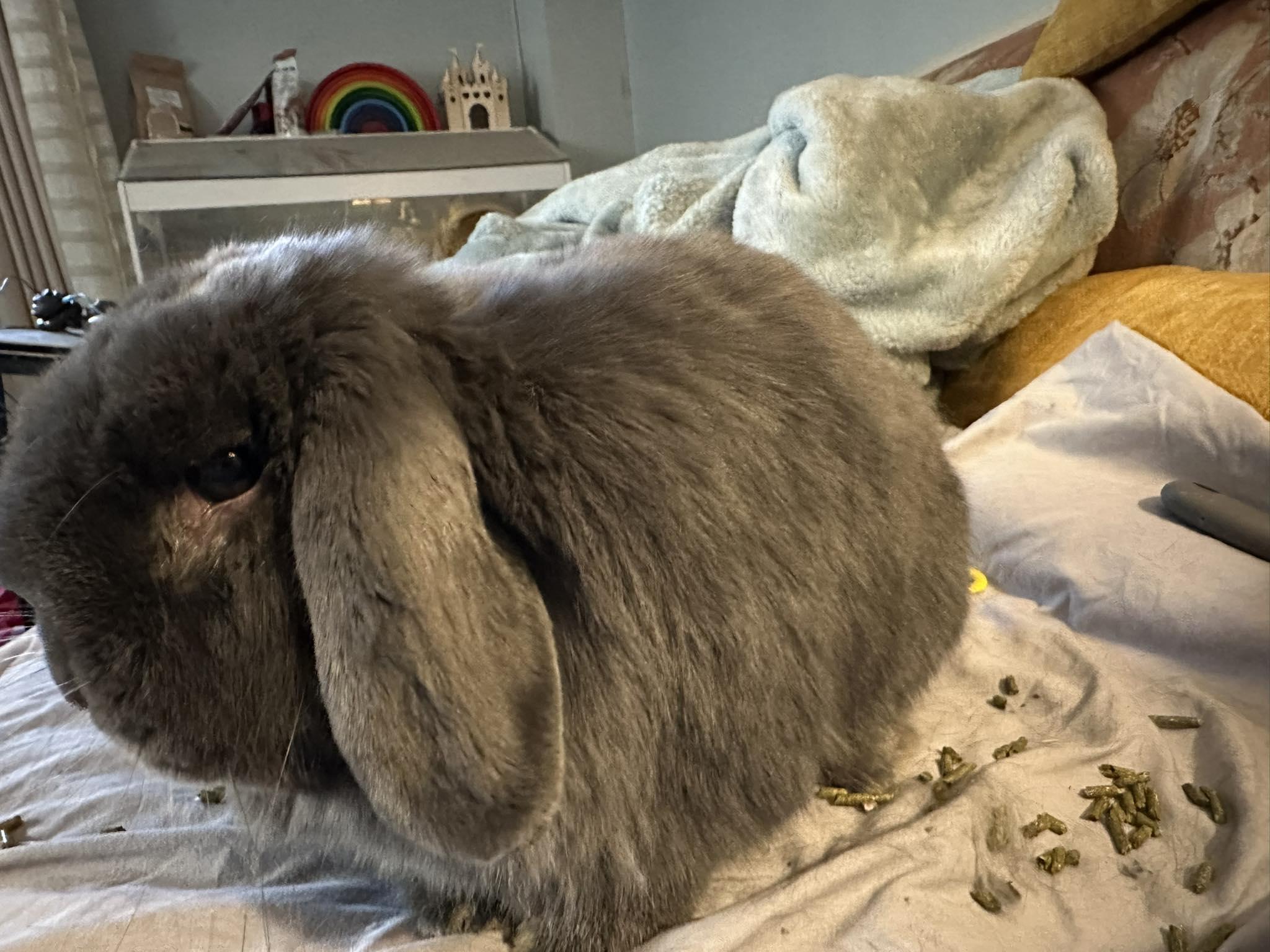 Wallace, an adopted Lop Eared in Portland, ME image 4/5