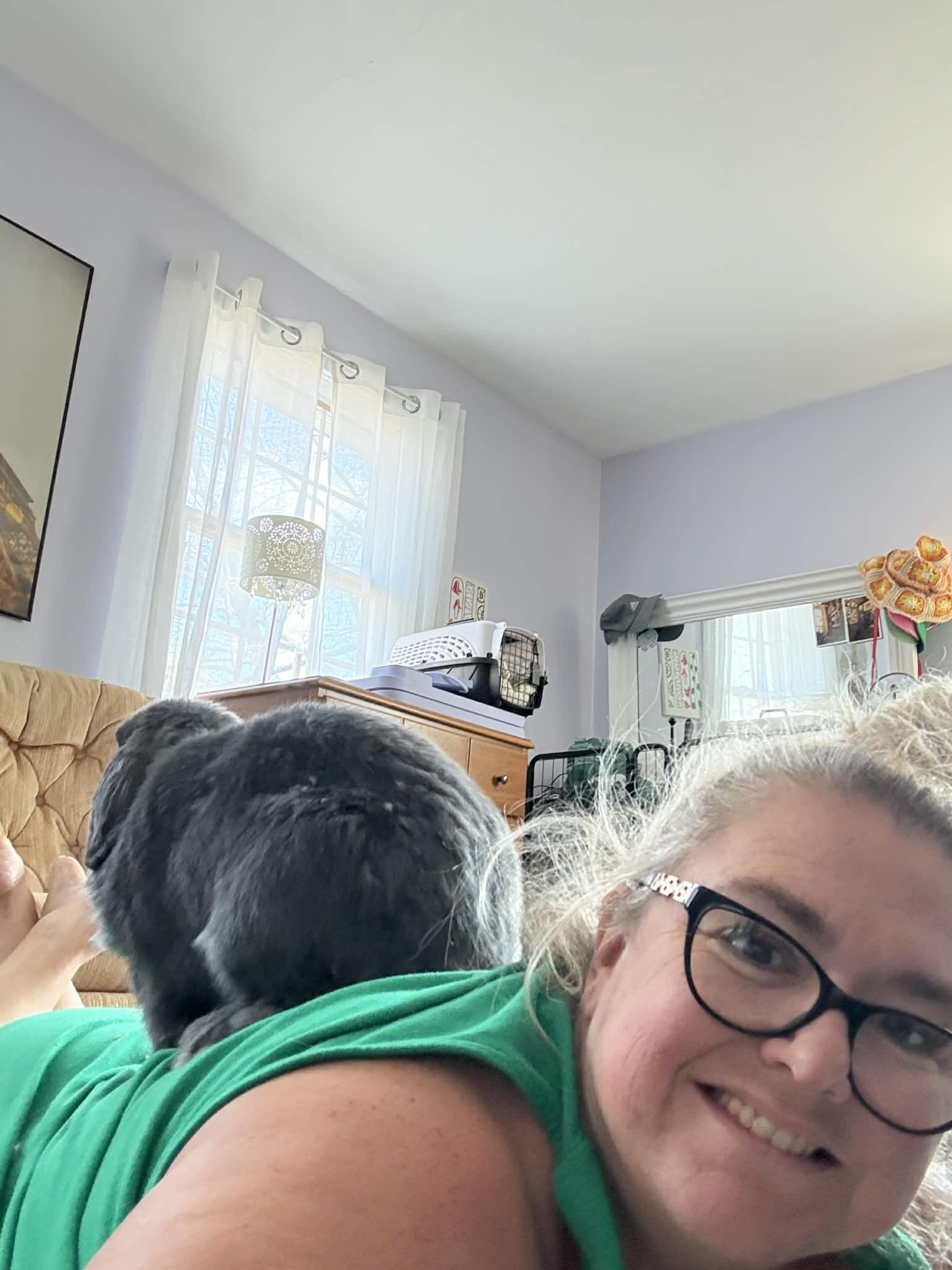 Wallace, an adopted Lop Eared in Portland, ME image 5/5