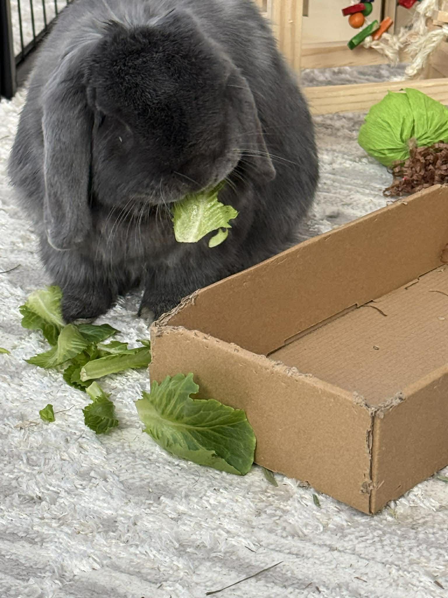 Wallace, an adopted Lop Eared in Portland, ME image 1/5