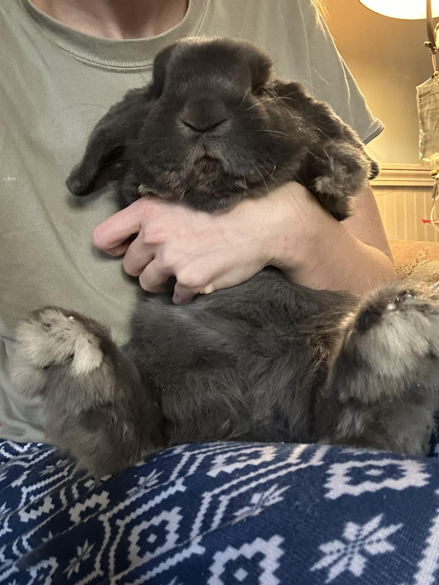 Wallace, an adopted Lop Eared in Portland, ME image 2/5