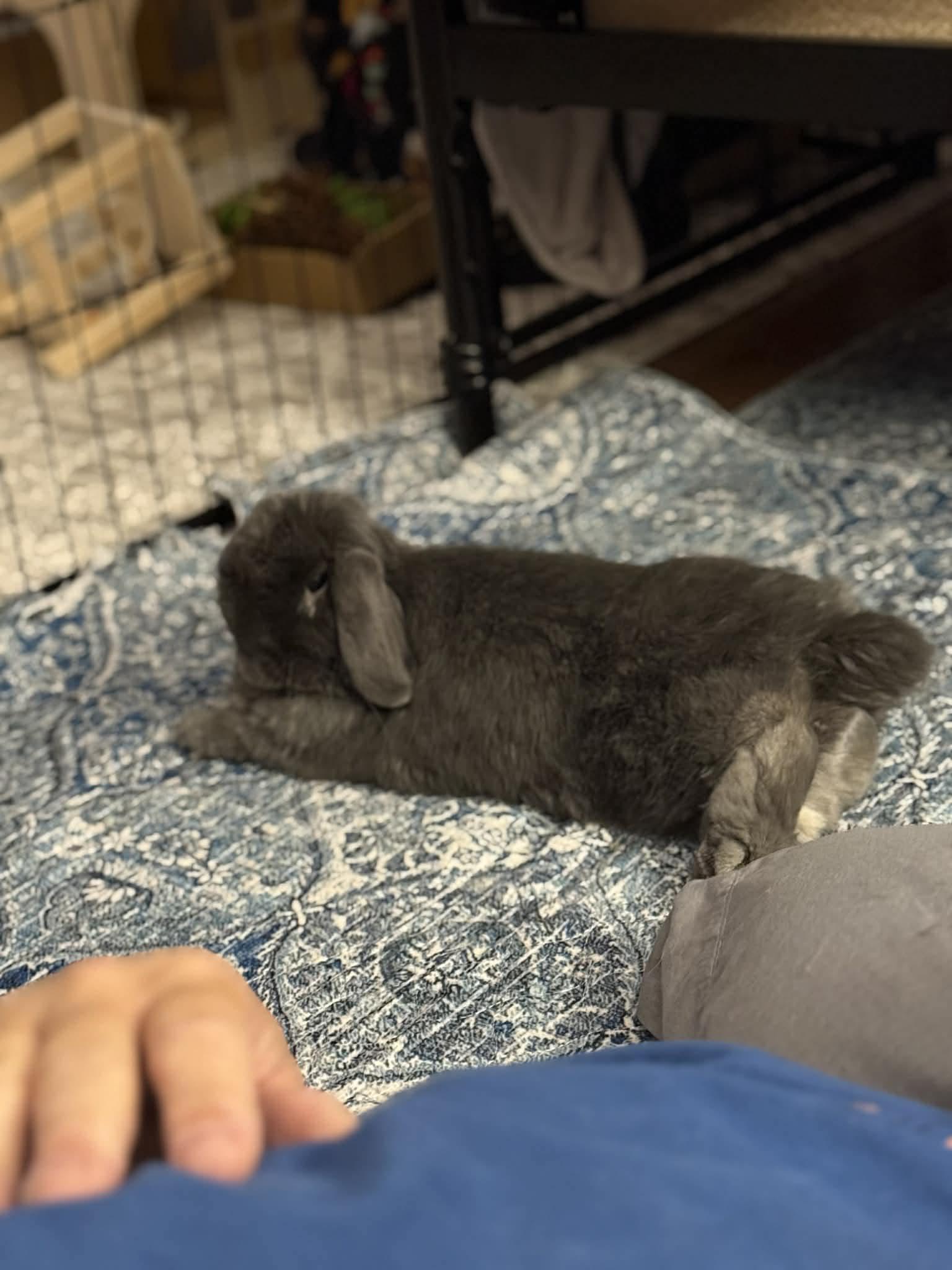 Wallace, an adopted Lop Eared in Portland, ME image 3/5