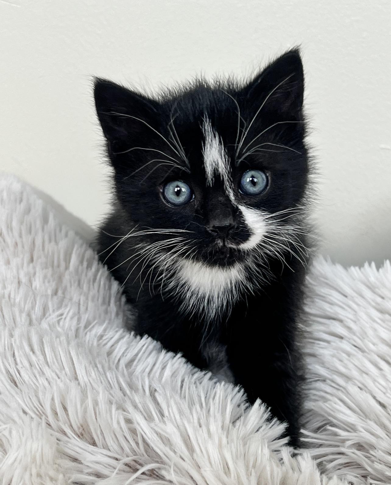 Enlarge Moe, an adopted Domestic Short Hair in St. Ignace, MI image 1/1