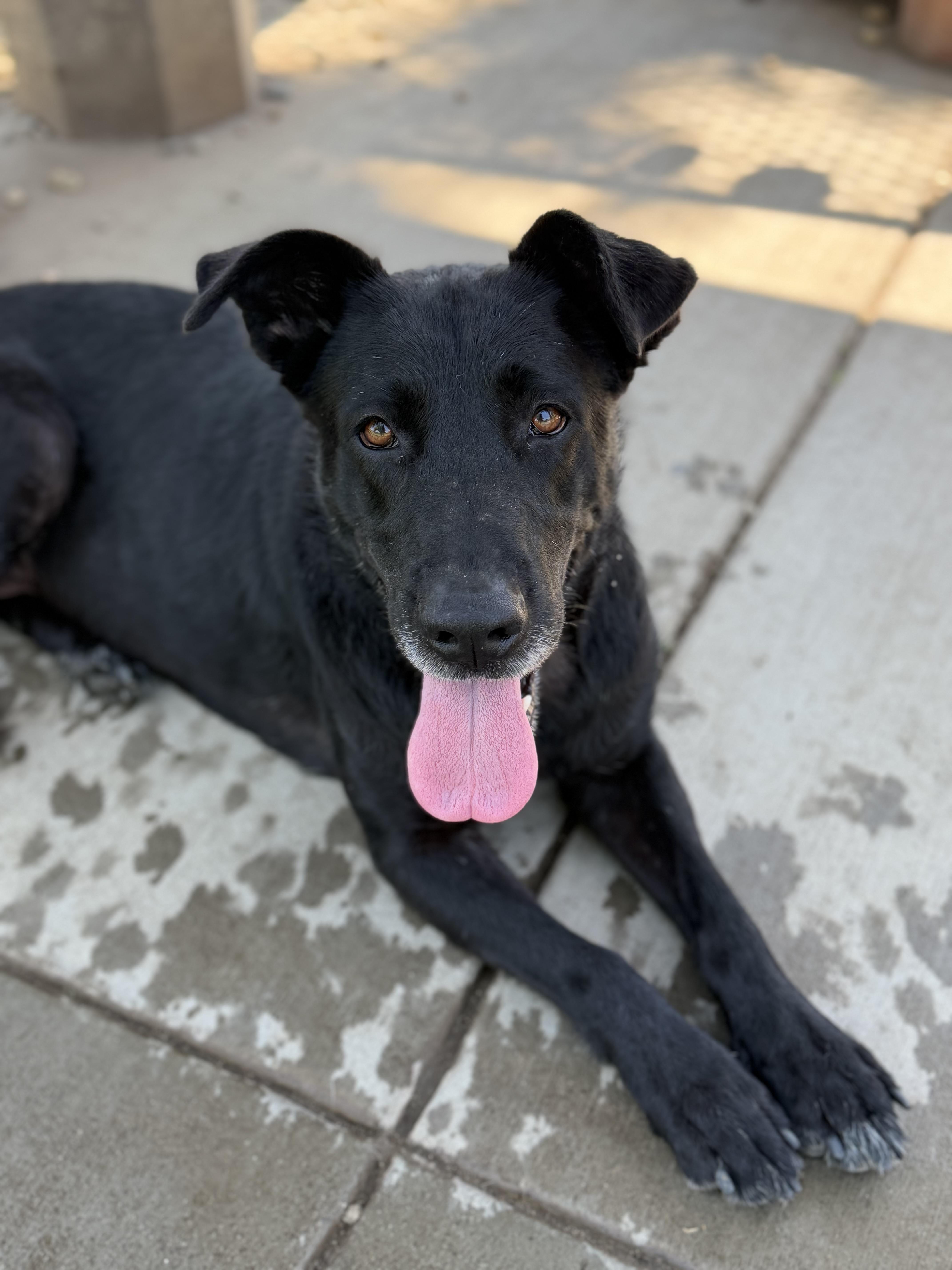 Java, ADOPTABLE, Senior Female Black Labrador Retriever.
