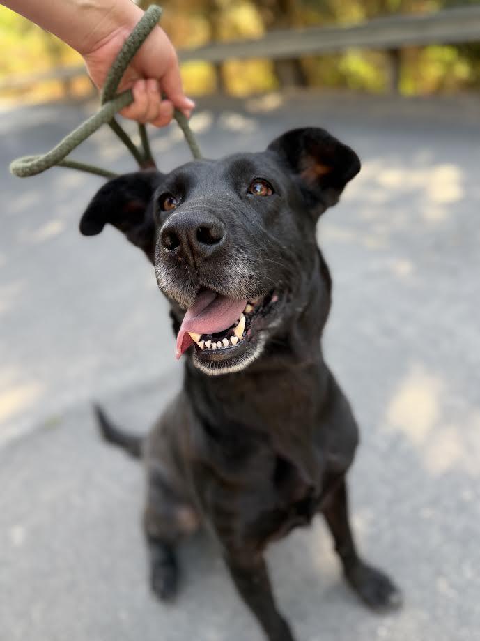 Enlarge Java, a ADOPTABLE Black Labrador Retriever in Oakdale, CA image 2/3