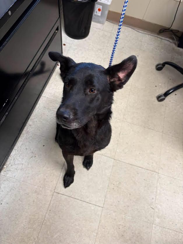 Enlarge Java, a ADOPTABLE Black Labrador Retriever in Oakdale, CA image 1/1