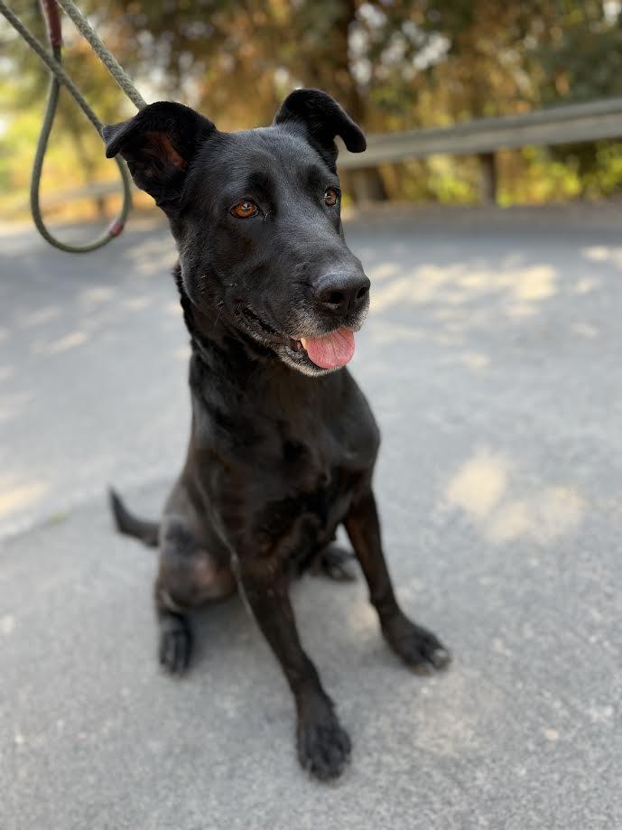 Enlarge Java, a ADOPTABLE Black Labrador Retriever in Oakdale, CA image 3/3