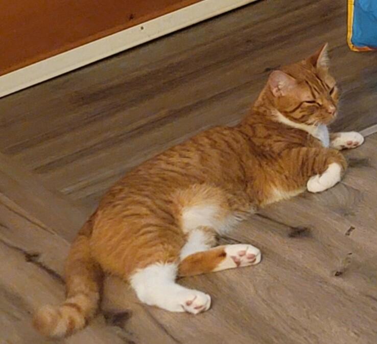 Enlarge Red, a Adoptable Domestic Short Hair in MOUNT AIRY, NC image 1/1