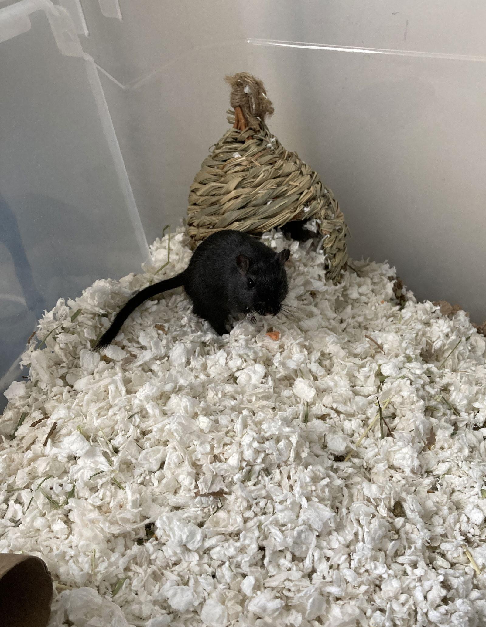 Enlarge Oscar, a Adopted Gerbil in Frederick, MD image 1/3