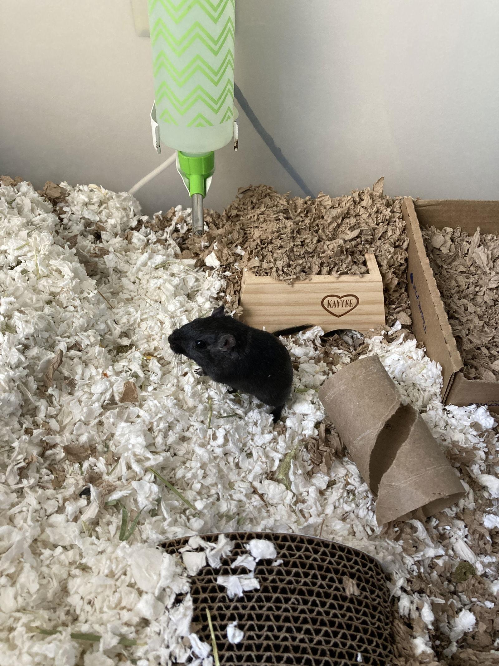 Enlarge Oscar, a Adopted Gerbil in Frederick, MD image 3/3