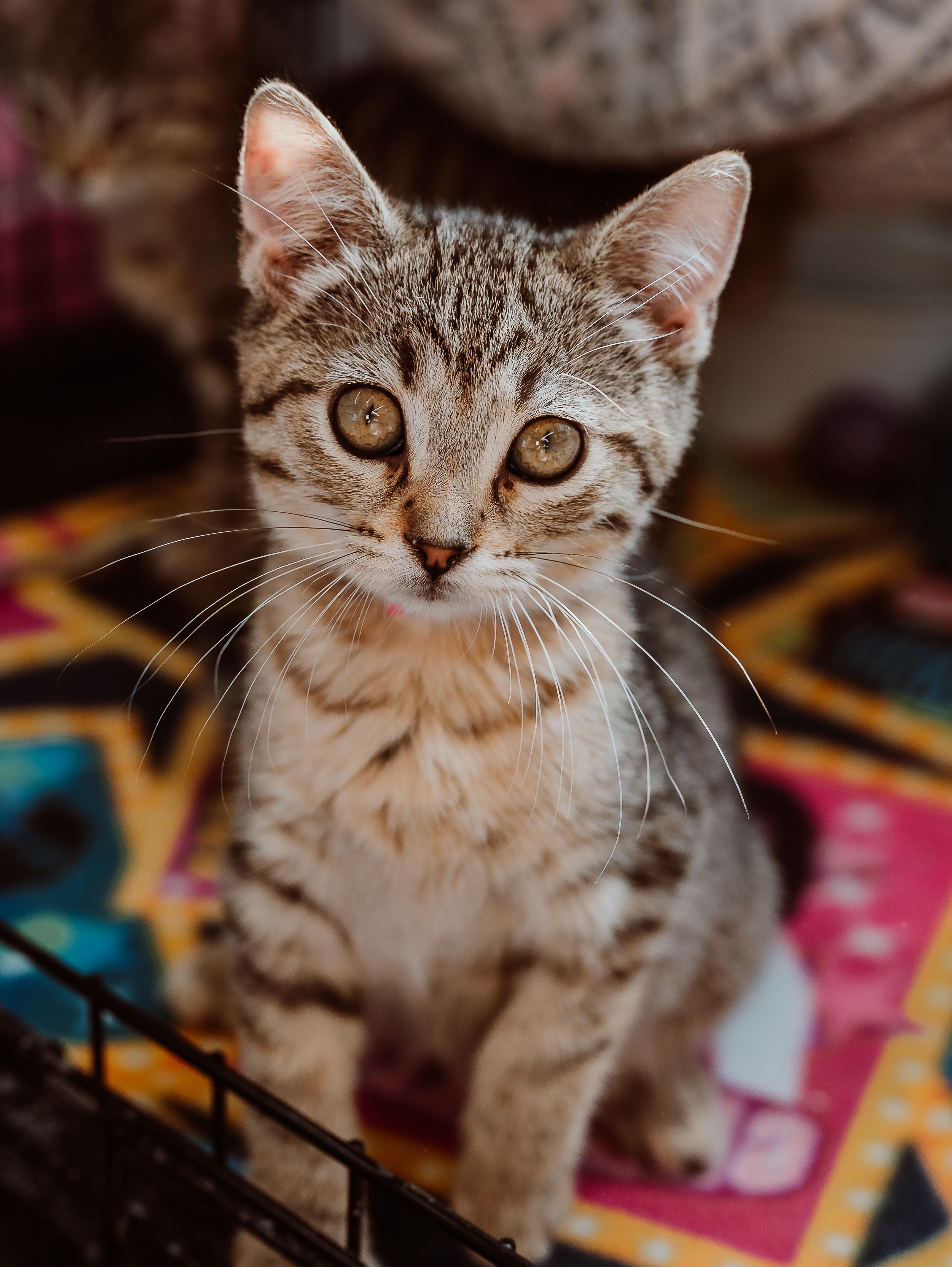 Allie (pink collar), Adoptable, Kitten Female Tabby & Domestic Short Hair.