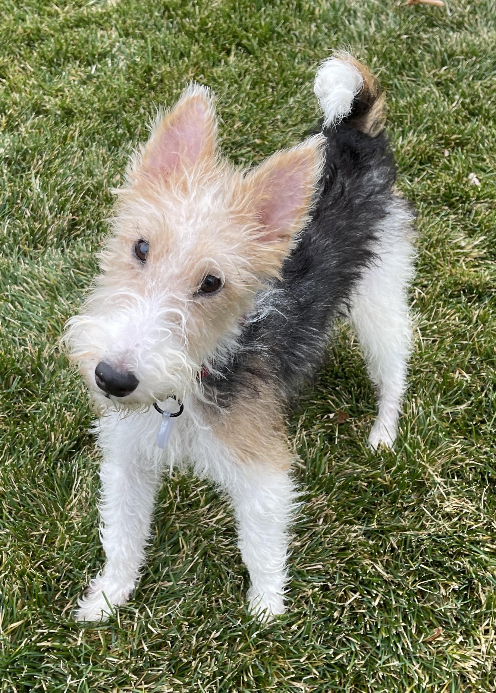 Enlarge OLIVIA de HAVILLAND, an adoption pending Wire Fox Terrier in Mokena, IL image 1/5