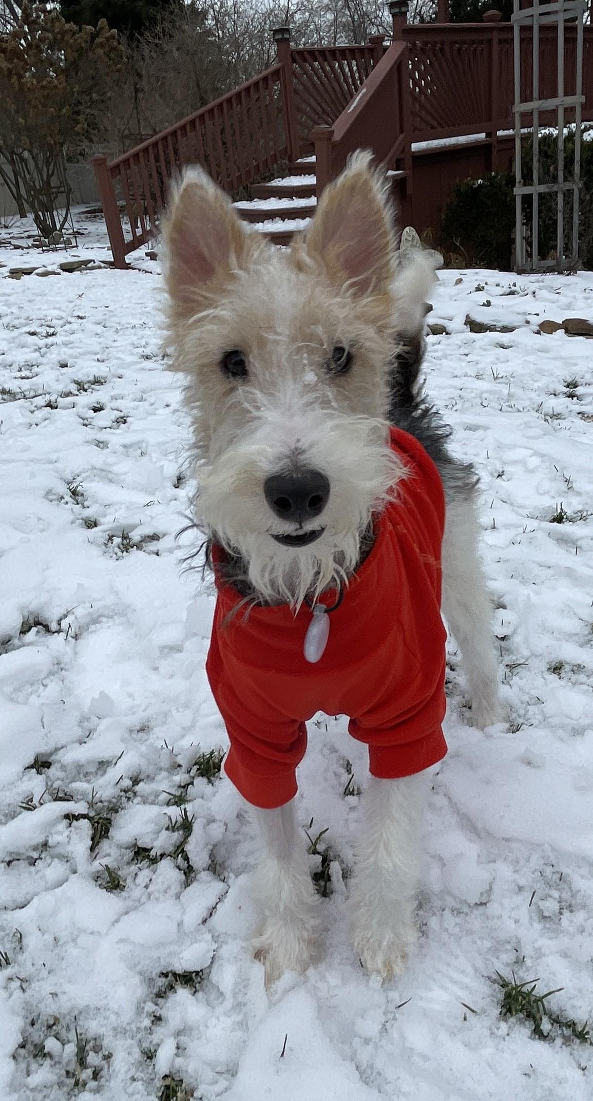 Enlarge OLIVIA de HAVILLAND, an adoption pending Wire Fox Terrier in Mokena, IL image 4/5