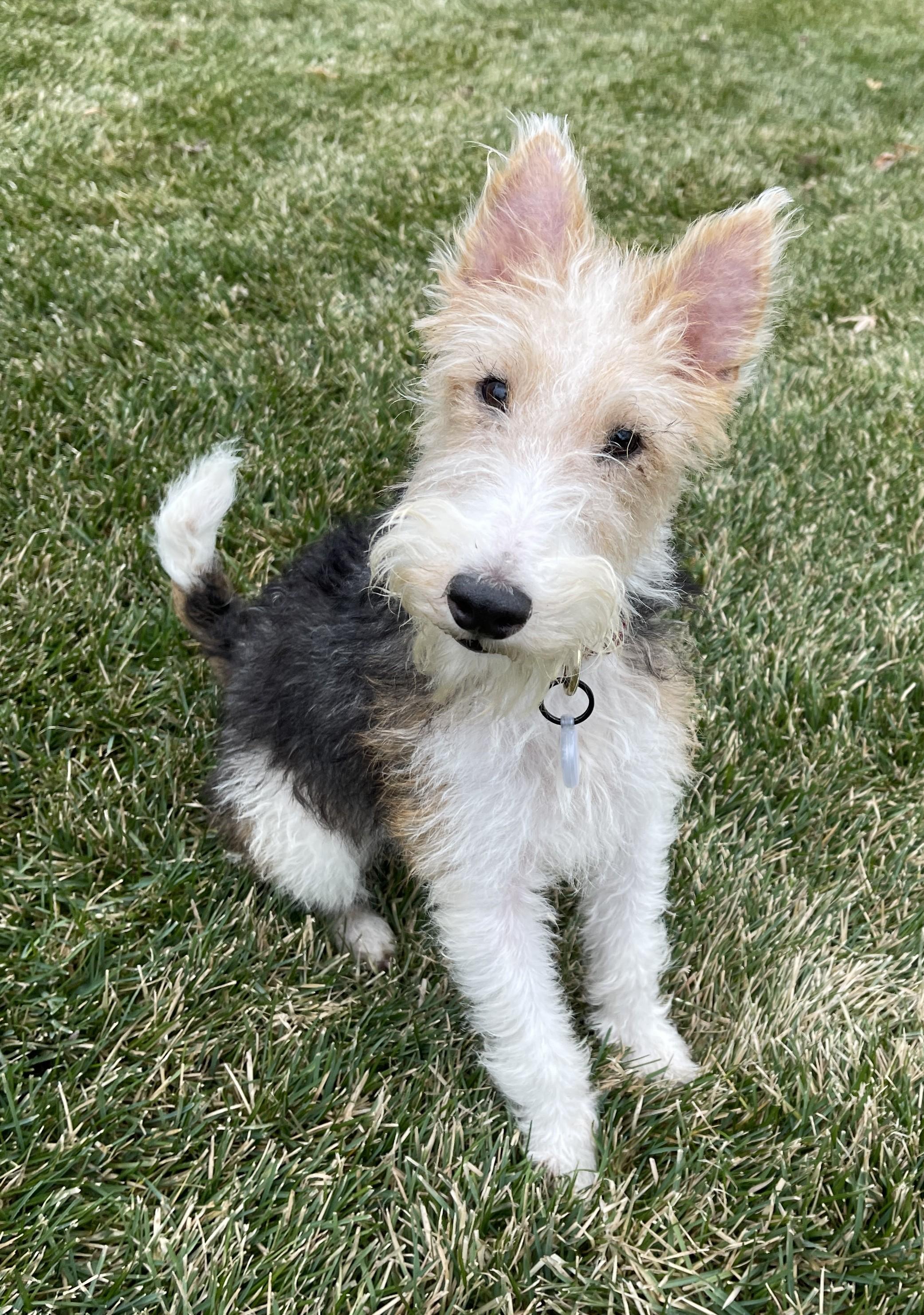 Enlarge OLIVIA de HAVILLAND, an adoption pending Wire Fox Terrier in Mokena, IL image 2/5