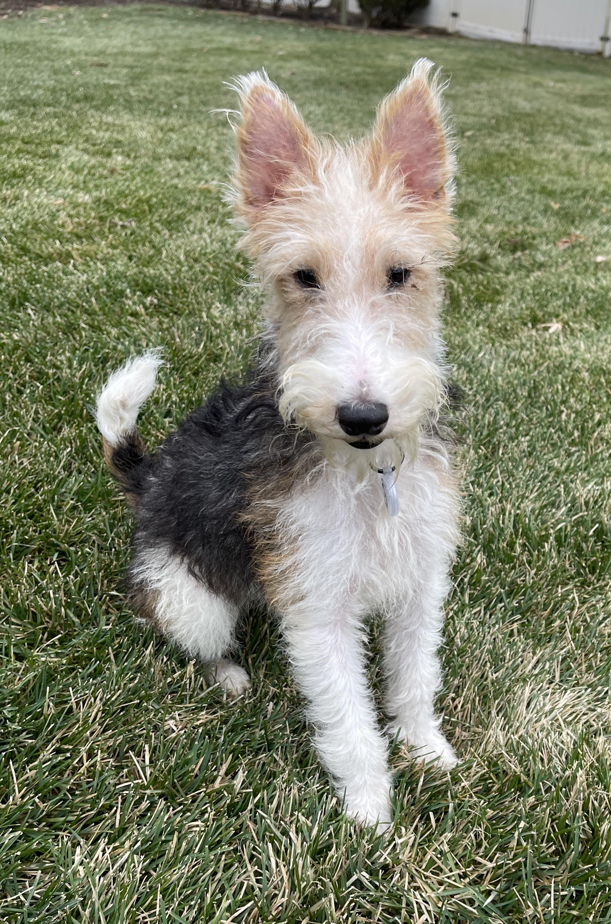 Enlarge OLIVIA de HAVILLAND, an adoption pending Wire Fox Terrier in Mokena, IL image 3/5