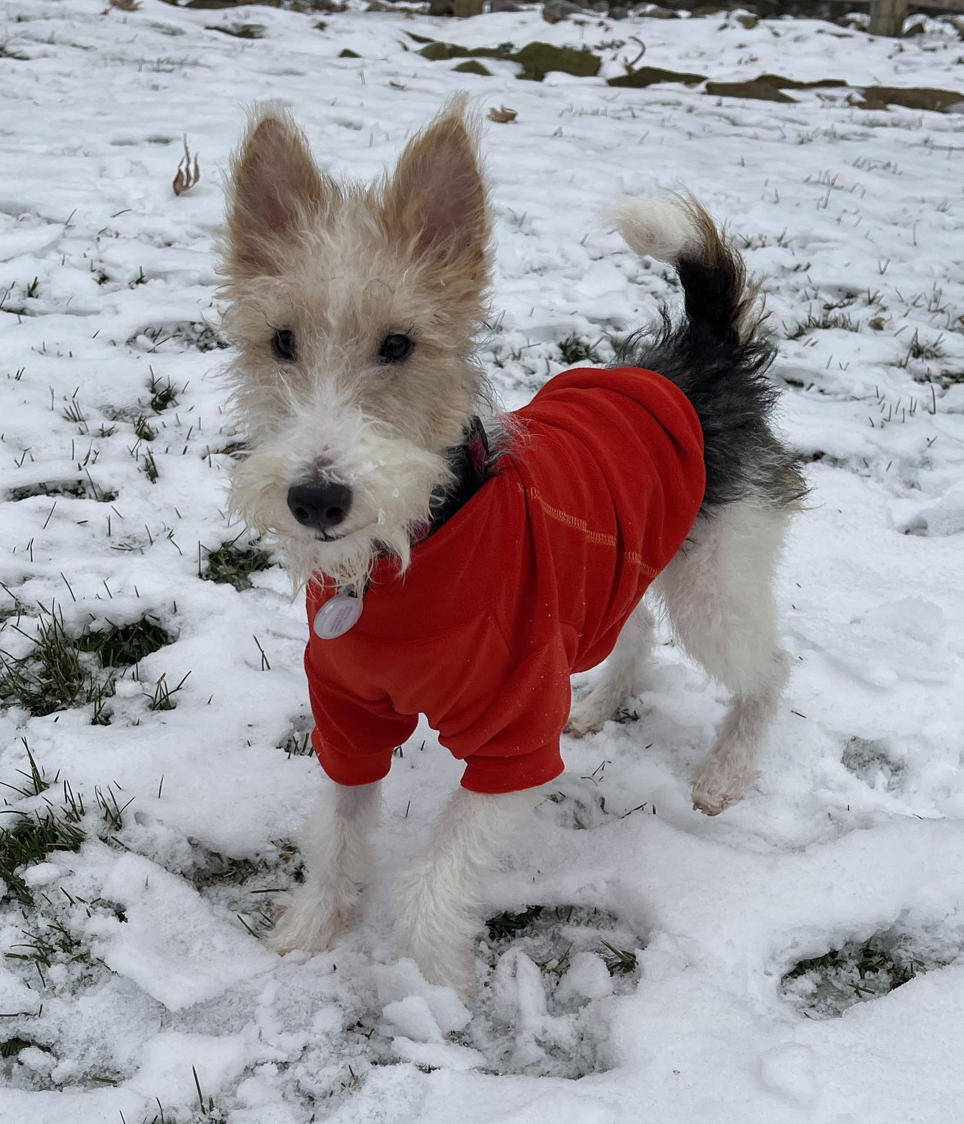 Enlarge OLIVIA de HAVILLAND, an adoption pending Wire Fox Terrier in Mokena, IL image 5/5