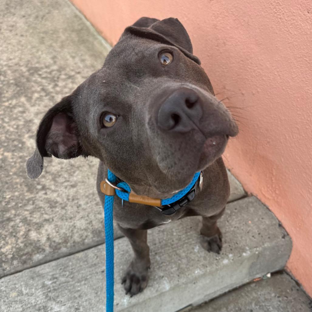 Baby Girl, a ADOPTABLE mixed breed in Philadelphia, PA image 1/6