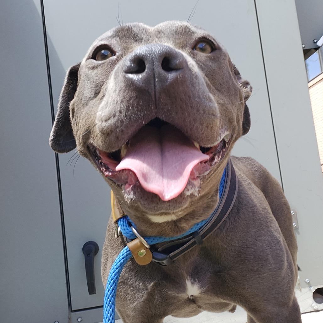 Baby Girl, a ADOPTABLE mixed breed in Philadelphia, PA image 6/6