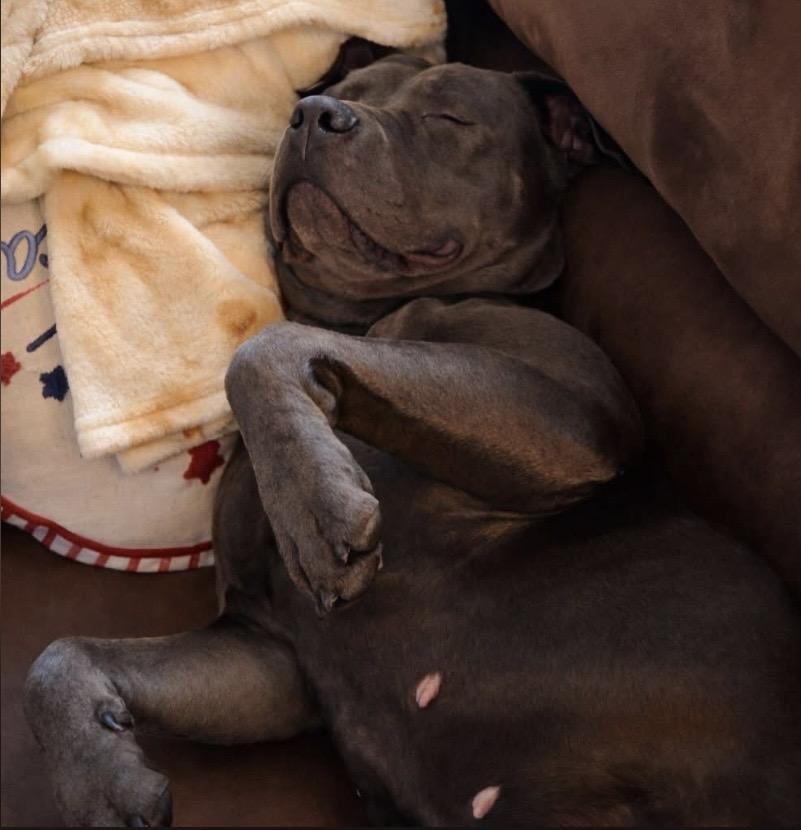 Enlarge Baby Girl, a ADOPTABLE mixed breed in Philadelphia, PA image 3/3