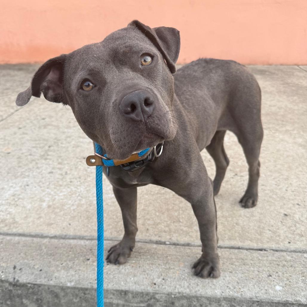 Baby Girl, a ADOPTABLE mixed breed in Philadelphia, PA image 4/6