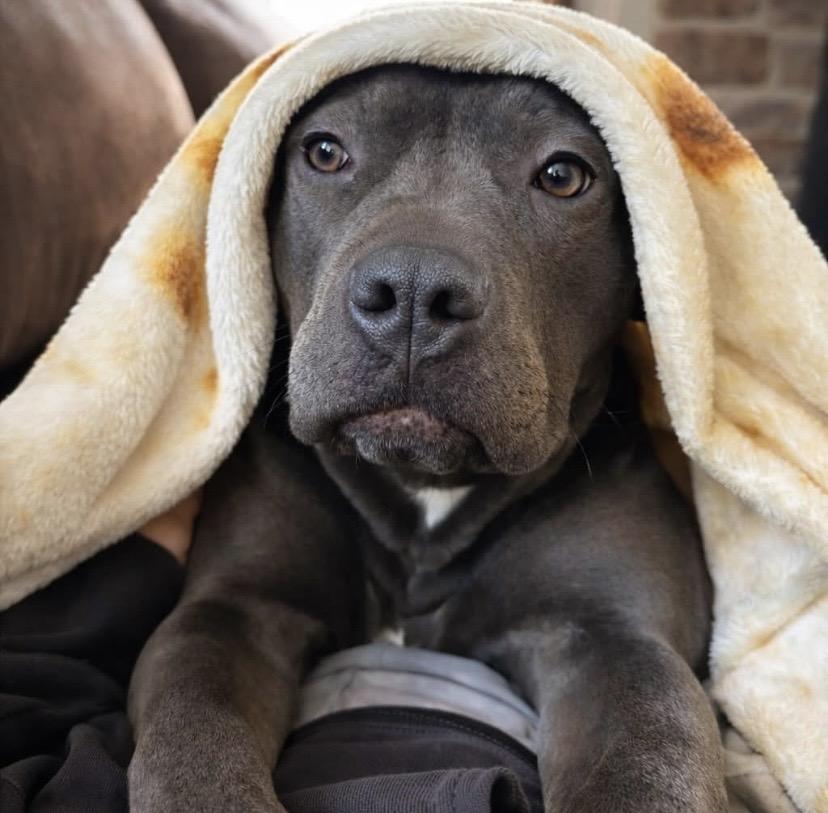 Baby Girl, ADOPTABLE, Adult Female American Staffordshire Terrier & Pit Bull Terrier.