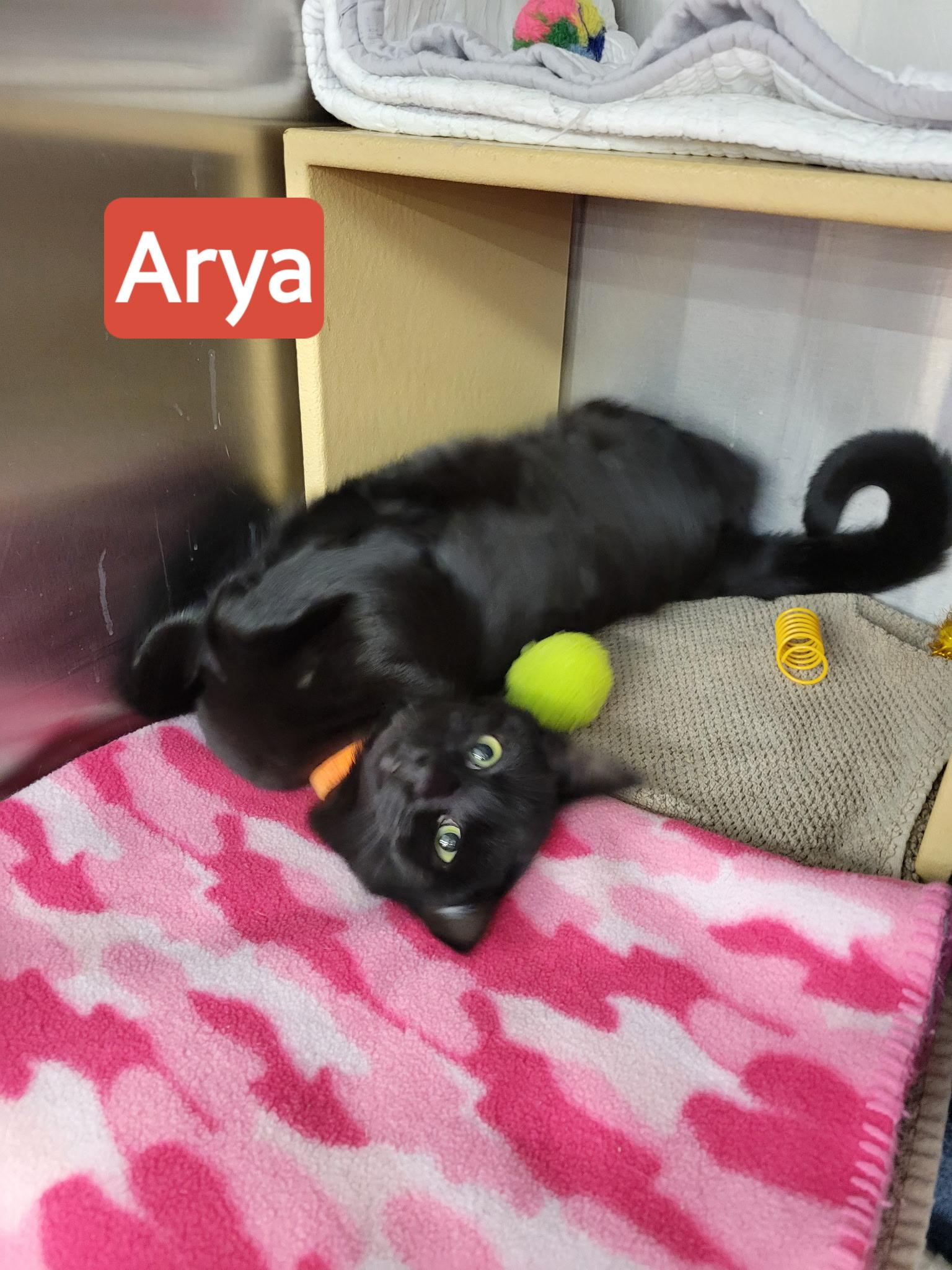 Enlarge Arya, a ADOPTABLE Domestic Short Hair in Lancaster, PA image 1/2