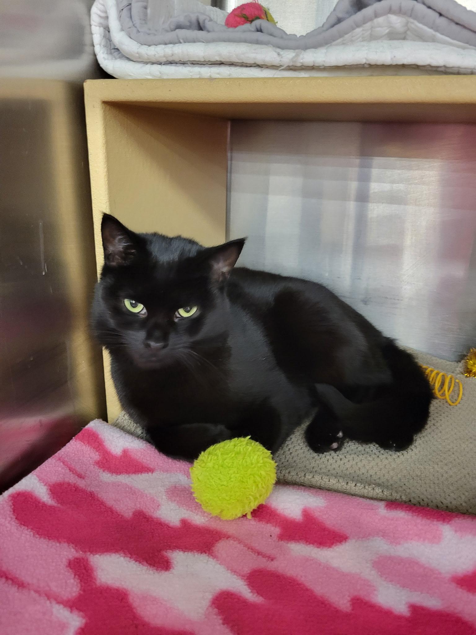 Enlarge Arya, a ADOPTABLE Domestic Short Hair in Lancaster, PA image 2/2