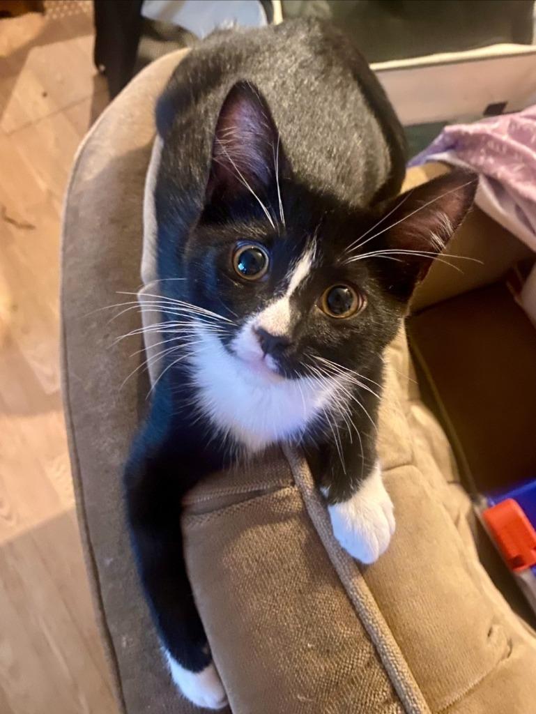 Zelda, Adoptable, Young Female Domestic Short Hair.