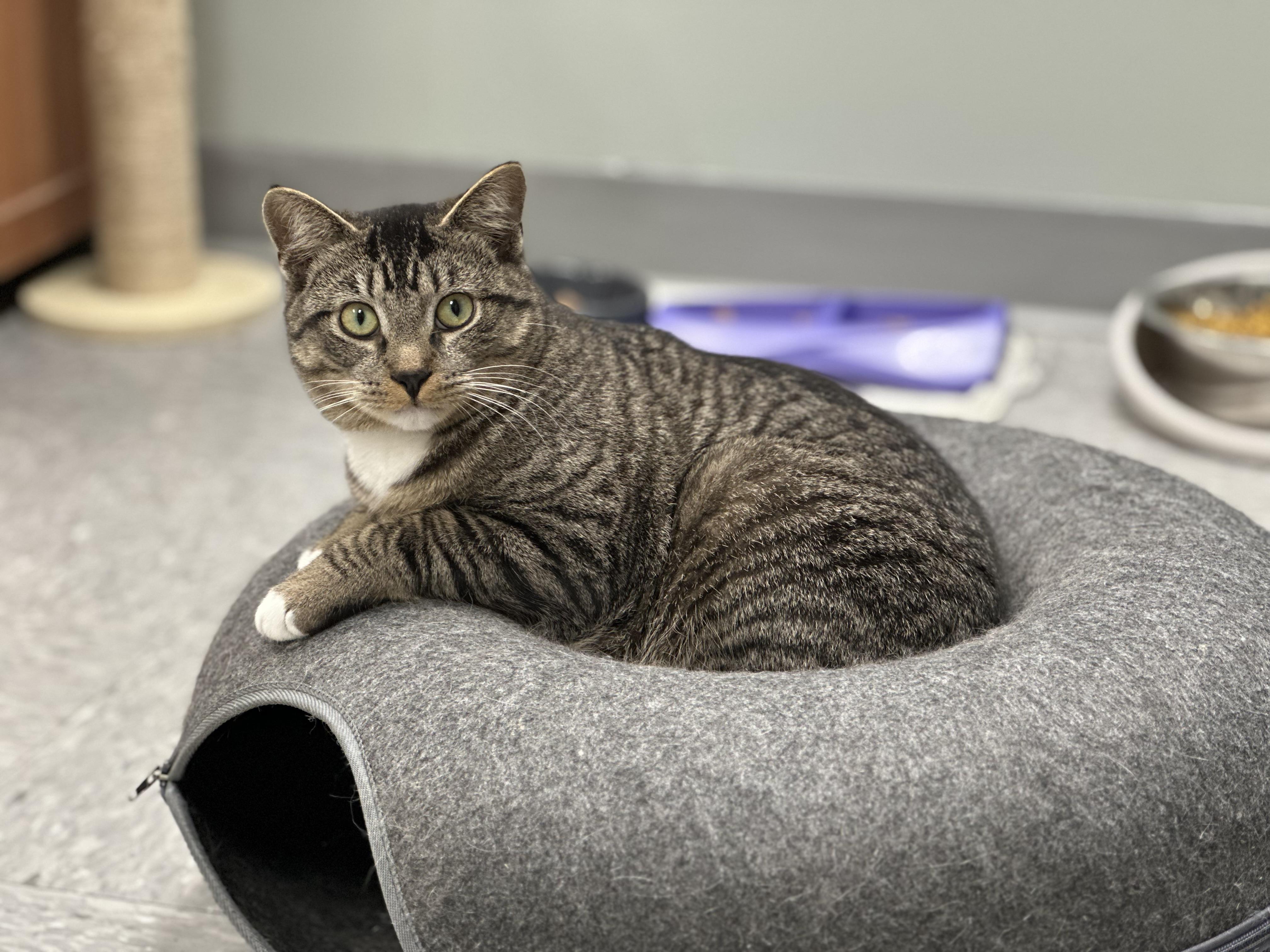 Enlarge Rikki, a ADOPTABLE Domestic Short Hair in Newburgh, NY image 1/1