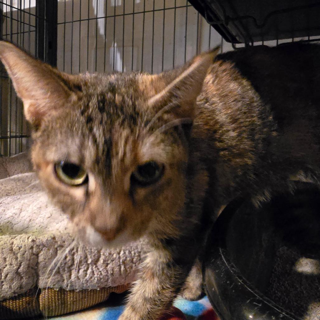 Enlarge Flower, a Adoptable Domestic Short Hair in Hanna City, IL image 1/2