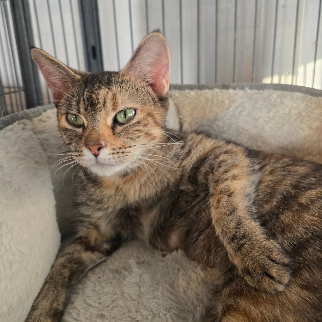 Enlarge Flower, a Adoptable Domestic Short Hair in Hanna City, IL image 2/2