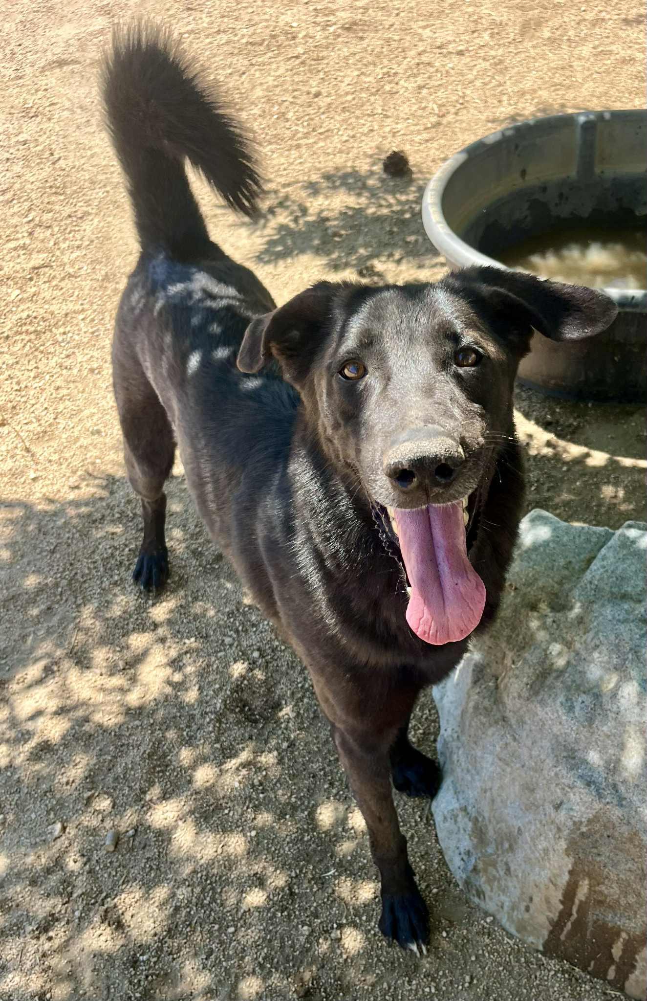 Enlarge Domino, a Adoptable mixed breed in Ventura, CA image 1/6