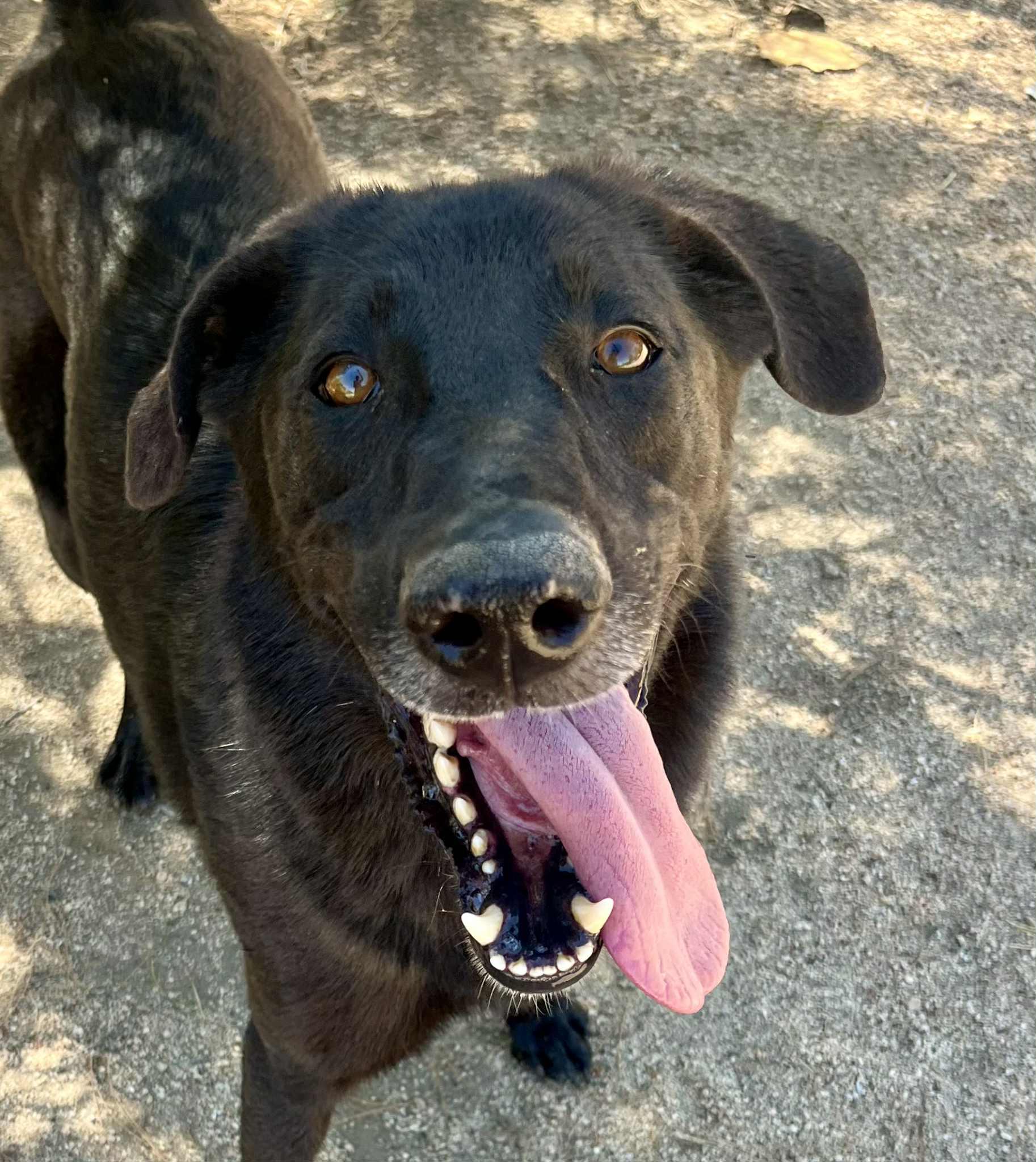 Enlarge Domino, a Adoptable mixed breed in Ventura, CA image 3/6