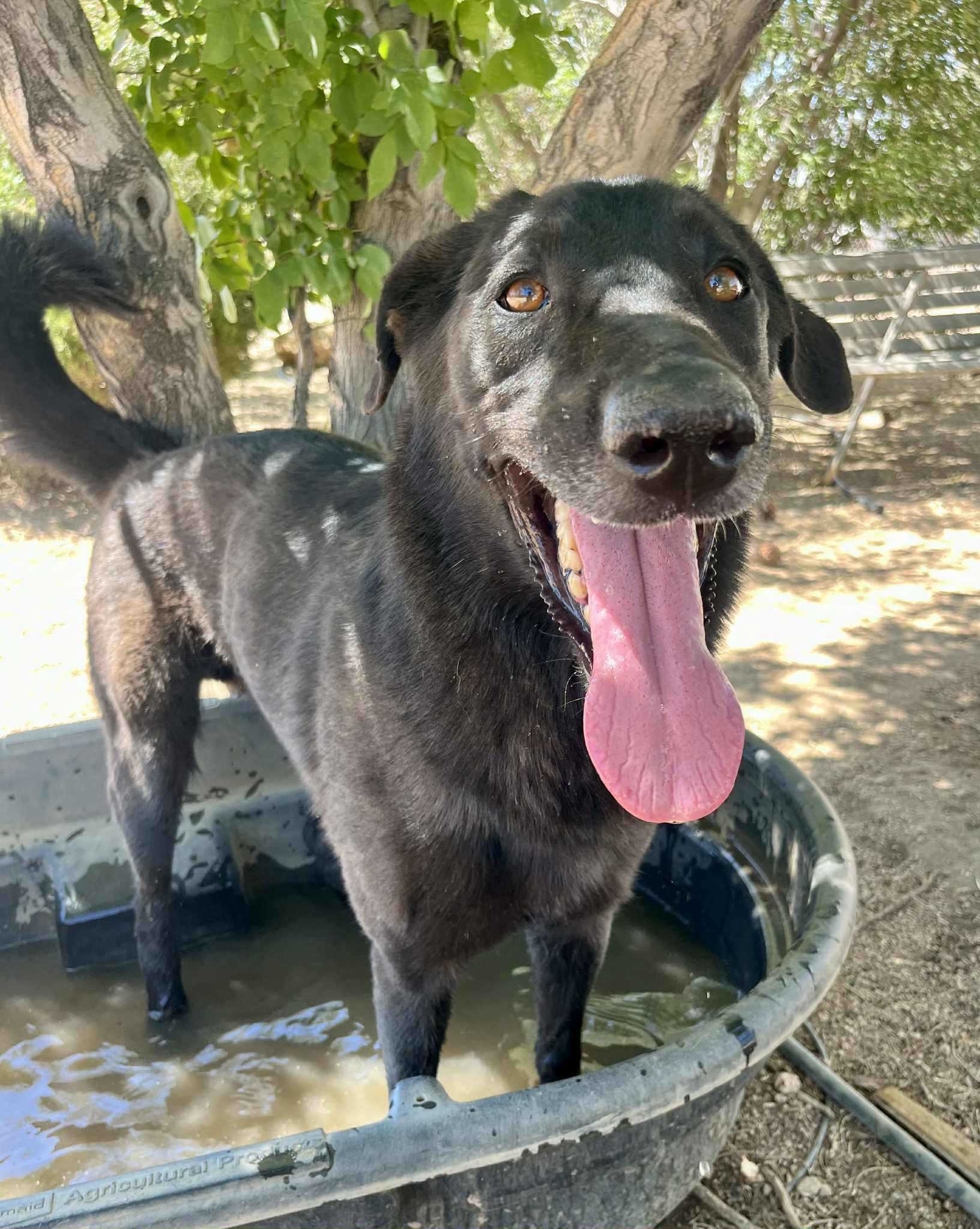 Enlarge Domino, a Adoptable mixed breed in Ventura, CA image 6/6