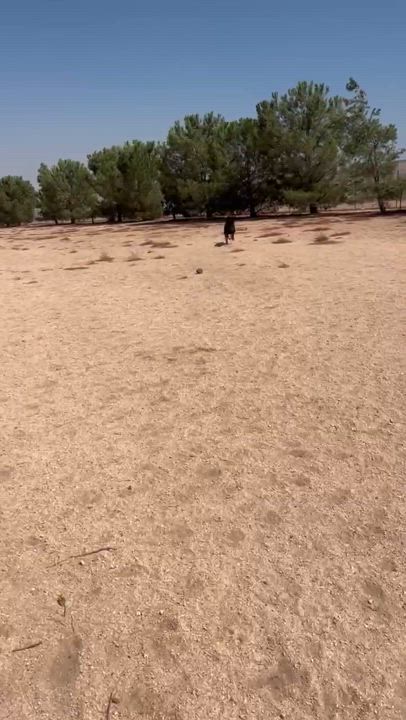 Enlarge Domino, a Adoptable mixed breed in Ventura, CA video 5/6