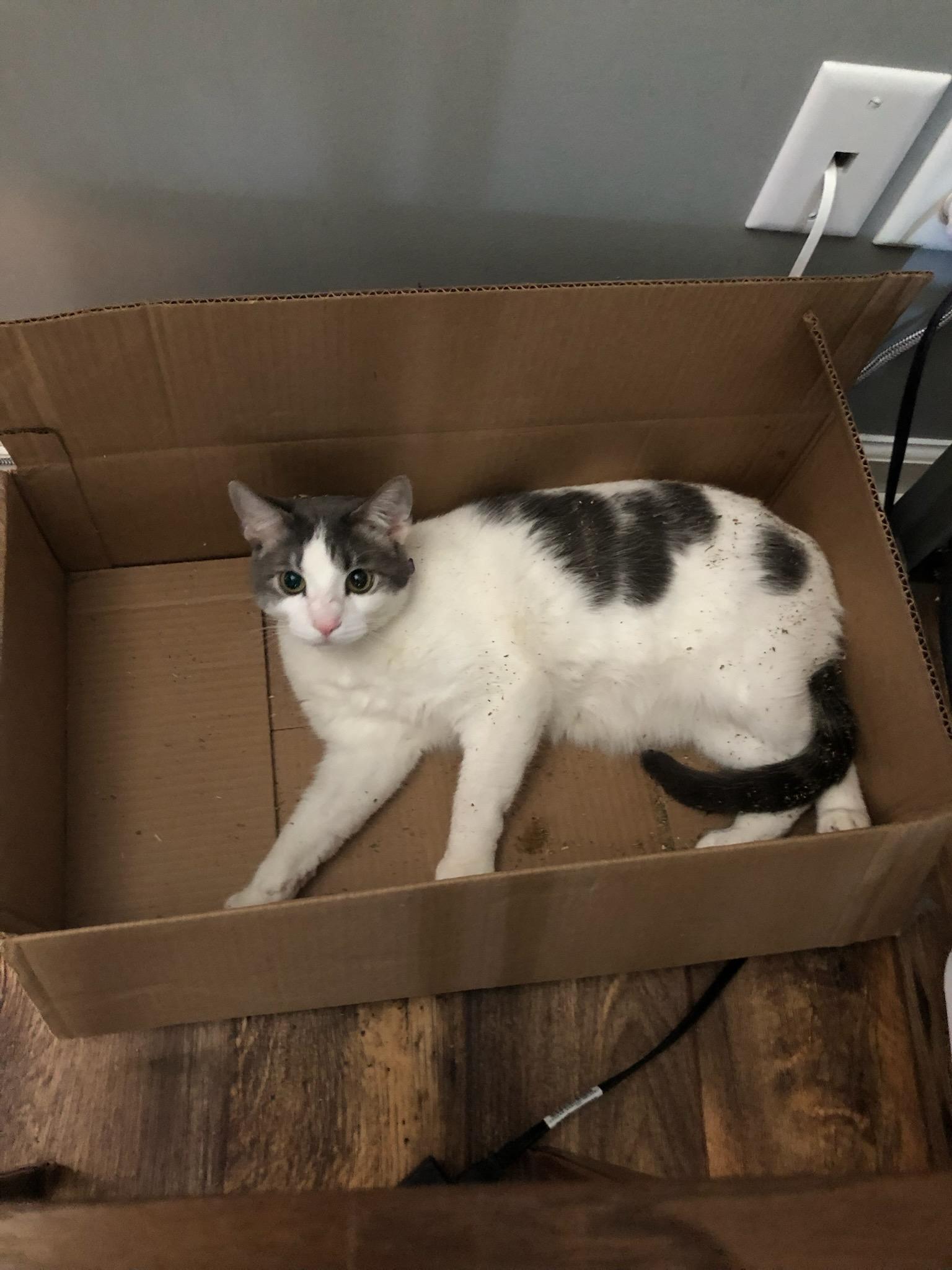 Handsome & Bubbles, a Adoptable Domestic Long Hair in Clarksville, TN image 1/5