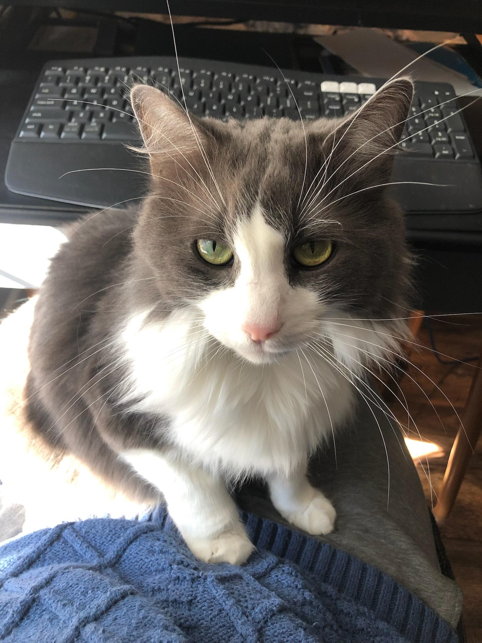 Handsome & Bubbles, a Adoptable Domestic Long Hair in Clarksville, TN image 2/5