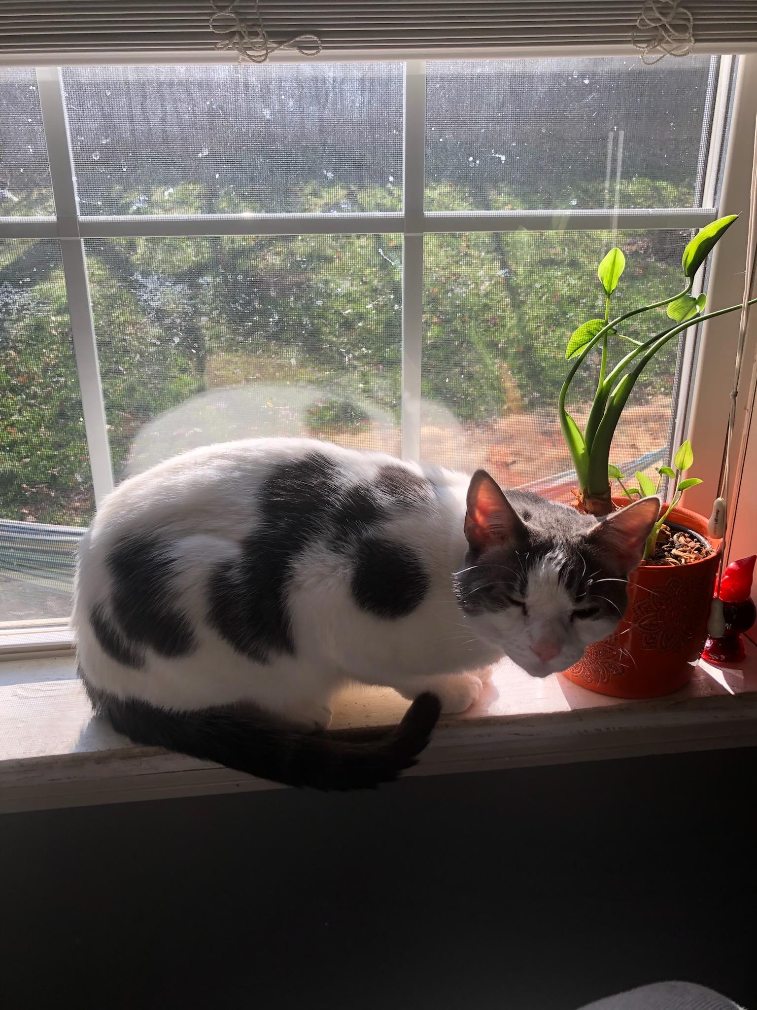 Handsome & Bubbles, a Adoptable Domestic Long Hair in Clarksville, TN image 4/5