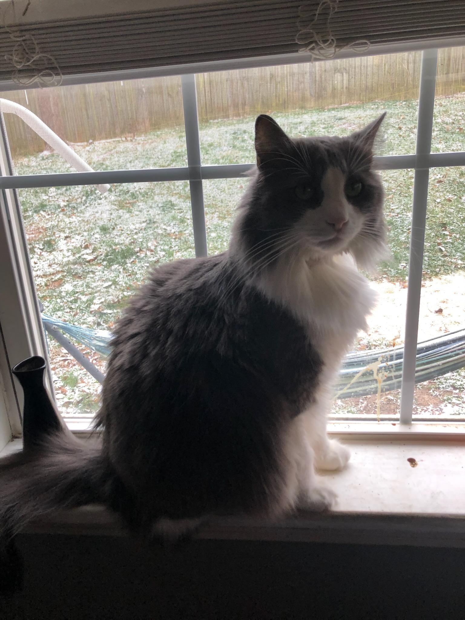 Handsome & Bubbles, a Adoptable Domestic Long Hair in Clarksville, TN image 5/5