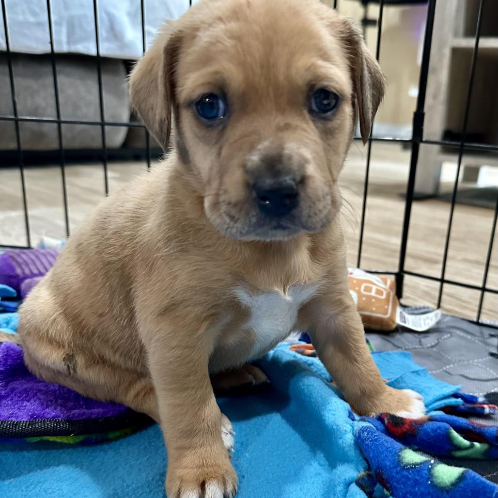 Peony  Pepper thumbnail 3